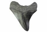 Serrated, Posterior Fossil Megalodon Tooth - South Carolina #374104-1